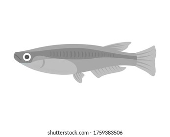 Illustration of freshwater fish medaka.