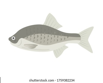 Illustration of the freshwater fish tanago.