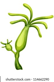 Illustration A Freshwater Hydra Budding