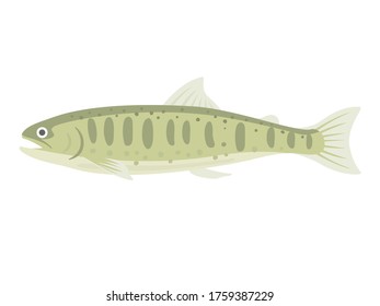 Illustration of freshwater river fish, yamame trout.