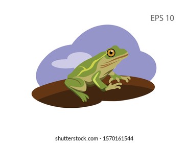 illustration of frog, flat vector design image.