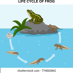 Illustration of frog life cycle