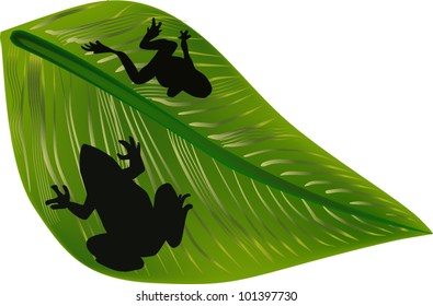 ilustración con sombras de rana en hojas verdes