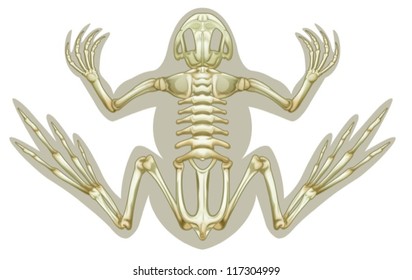 Illustration of a Frog skeletal system on a white background