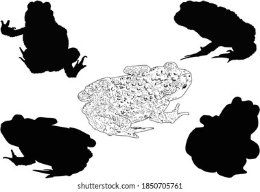 illustration with frogs isolated on white background