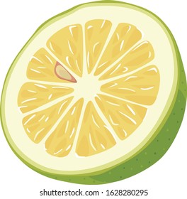 Illustration of fruit. Fresh sour green citrus.