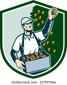 Illustration of a fruit picker fruit worker picking plum viewed from the front set inside shield shape done in retro style.