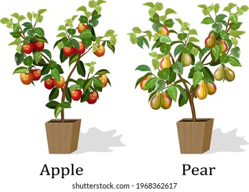 Illustration with fruit trees in pots.Pear and apple trees in pots on a white background in vector illustration.