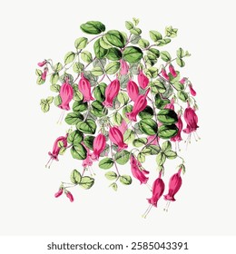 Illustration of fuchsia flowers with green leaves. Fuchsia flowers hang delicately. Fuchsia blooms and green leaves create a vibrant floral display. Vintage art illustration, vector.