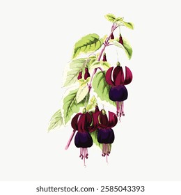 Illustration of fuchsia flowers with green leaves. Fuchsia blooms hang gracefully. Botanical art of fuchsia plant. Elegant fuchsia flowers and leaves. Vintage art illustration, vector.