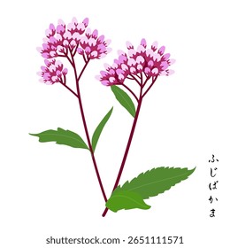Ilustração de Fujibakama, uma das sete ervas do outono