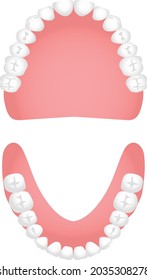 The illustration of full dentures (Occlusal surface)