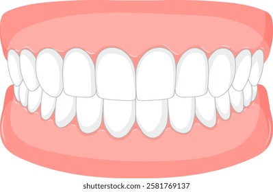 Illustration of a full set of teeth