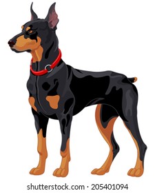 Ilustración de Doberman, perro guardián totalmente concentrado