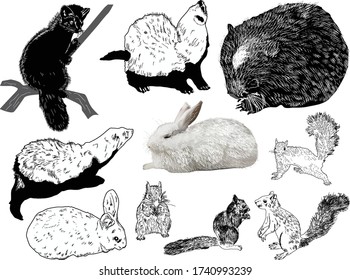 illustration with fur-bearing animals isolated on white background
