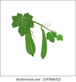 Illustration of Gambas or Oyong (Luffa acutangula) plant. Flat vector design. Not only for vegetables, gambas are beneficial for diabetes, can cure diseases such as intestinal inflammation, asthma and