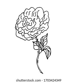 Illustration of garden flowers, roses, peony, double, lush flowers on a white background. Vector. Doodle black lines on a white background.