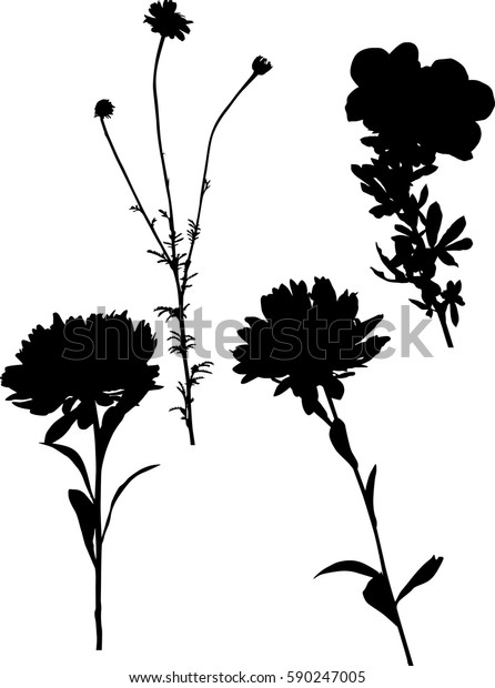 Illustration Garden Flowers Silhouettes Isolated On Stock Vector ...