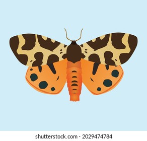 

An illustration of a Garden tiger moth. The insect is depicted with his wings up. Pale blue background