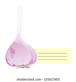 Illustration of garlic