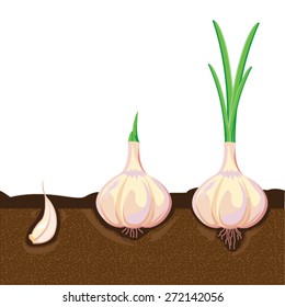 illustration. garlic 