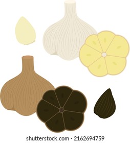 Illustration of garlic and black garlic