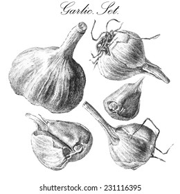 illustration with garlic. hand draw.set.