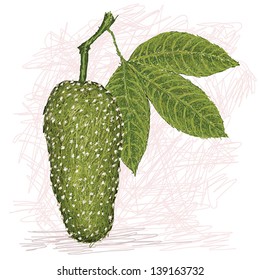 illustration of of garlic tree fruit or garlic pear scientific name Crataeva speciosa 