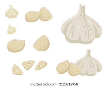 An illustration of garlic.Garlic, stamina, spices and vegetables.