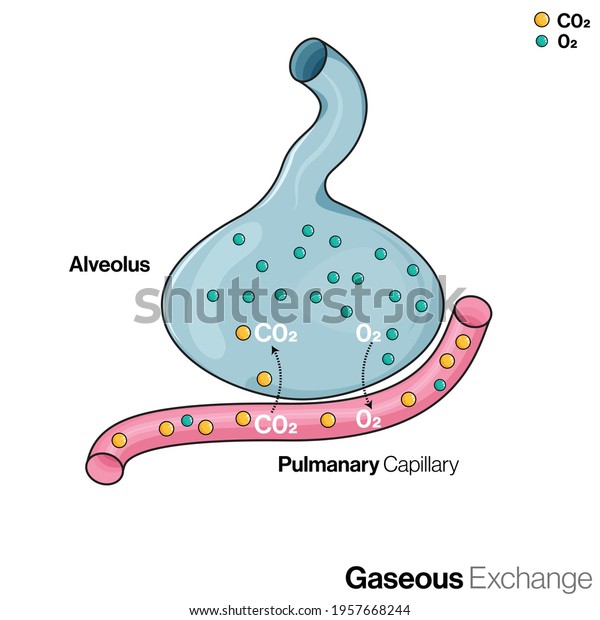 Illustration of gaseous\
exchange between blood vessel and alveoli, in human respiratory\
system or lungs.