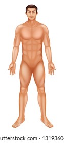 Illustration of a generic male body