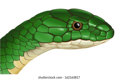 Illustration of a generic snake on a white background