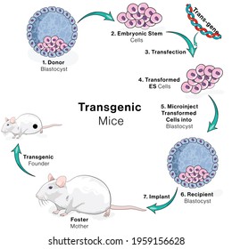 Illustration of Genetic engineering: transgenic mouse production. transgenesis Steps. 