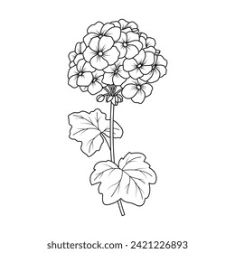 The Illustration of Geraniums Flower
