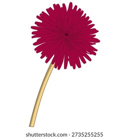 Illustration of a Gerbera Red Flower