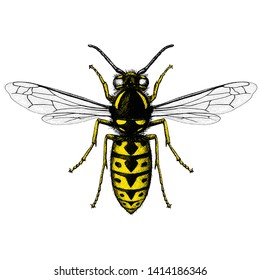 Illustration of a German Wasp (Vespula Germanica) in an etched style