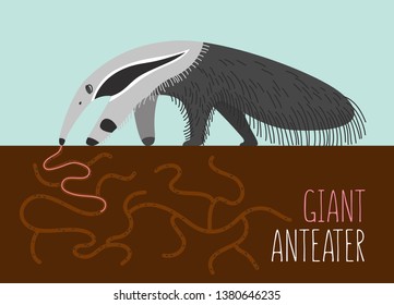 Illustration of the giant anteater 