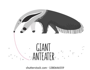 Illustration of the giant anteater 