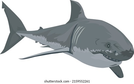 Illustration of a giant great white shark with its mouth wide open. White shark vector 