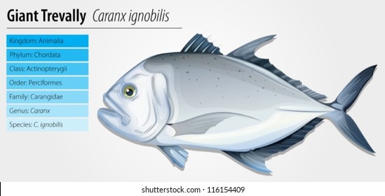 Illustration of a giant trevally (Caranx ignobilis)