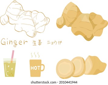 Illustration of ginger drawn in vector and line art. Set of drink and sliced ginger.