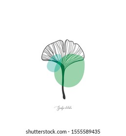 illustration ginkgo biloba floral art