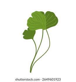 Illustration of ginkgo biloba leaves,herbal plant,green leaf set 