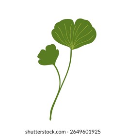 Illustration of ginkgo biloba leaves,herbal plant,green leaf set 