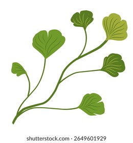 Illustration of ginkgo biloba leaves,herbal plant,green leaf set 