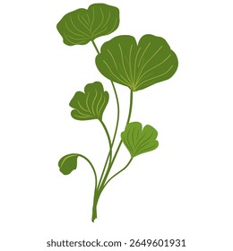 Illustration of ginkgo biloba leaves,herbal plant,green leaf set 