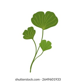 Illustration of ginkgo biloba leaves,herbal plant,green leaf set 