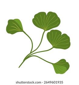 Illustration of ginkgo biloba leaves,herbal plant,green leaf set 