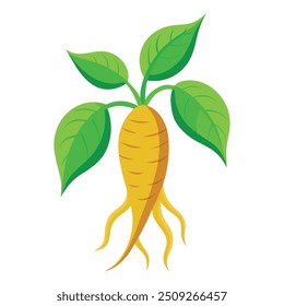 Ilustração de ginseng isolado no branco