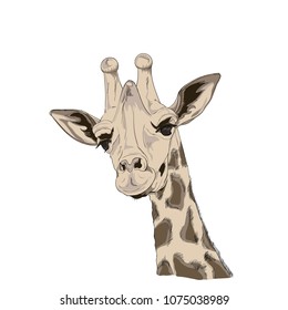

illustration of giraffe